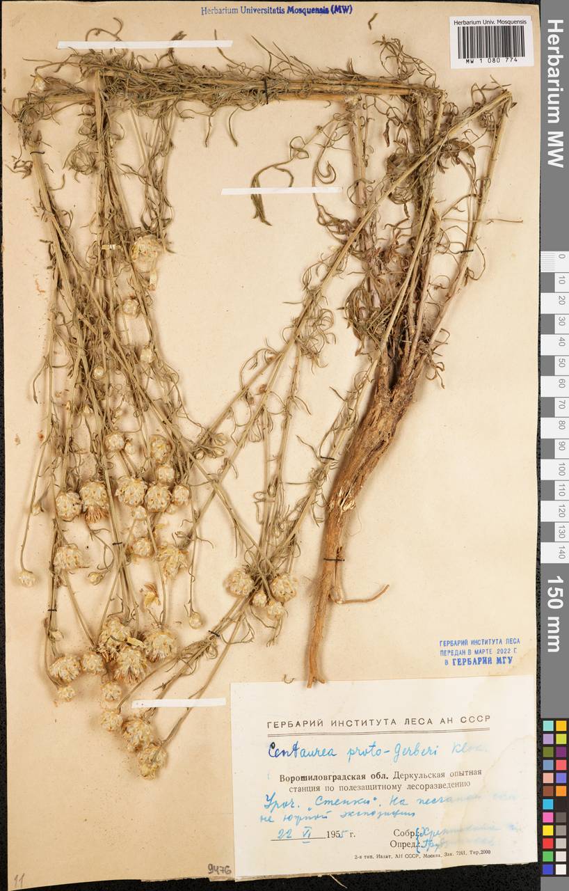 Centaurea protogerberi Klokov, Восточная Европа, Северо-Украинский район (E11) (Украина)