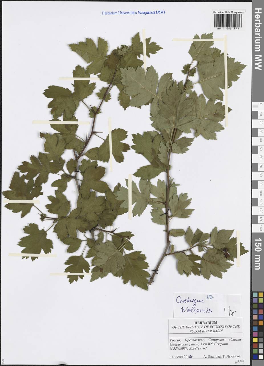Crataegus ambigua subsp. ambigua, Восточная Европа, Средневолжский район (E8) (Россия)