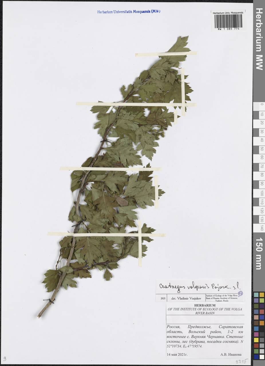 Crataegus ambigua subsp. ambigua, Восточная Европа, Нижневолжский район (E9) (Россия)