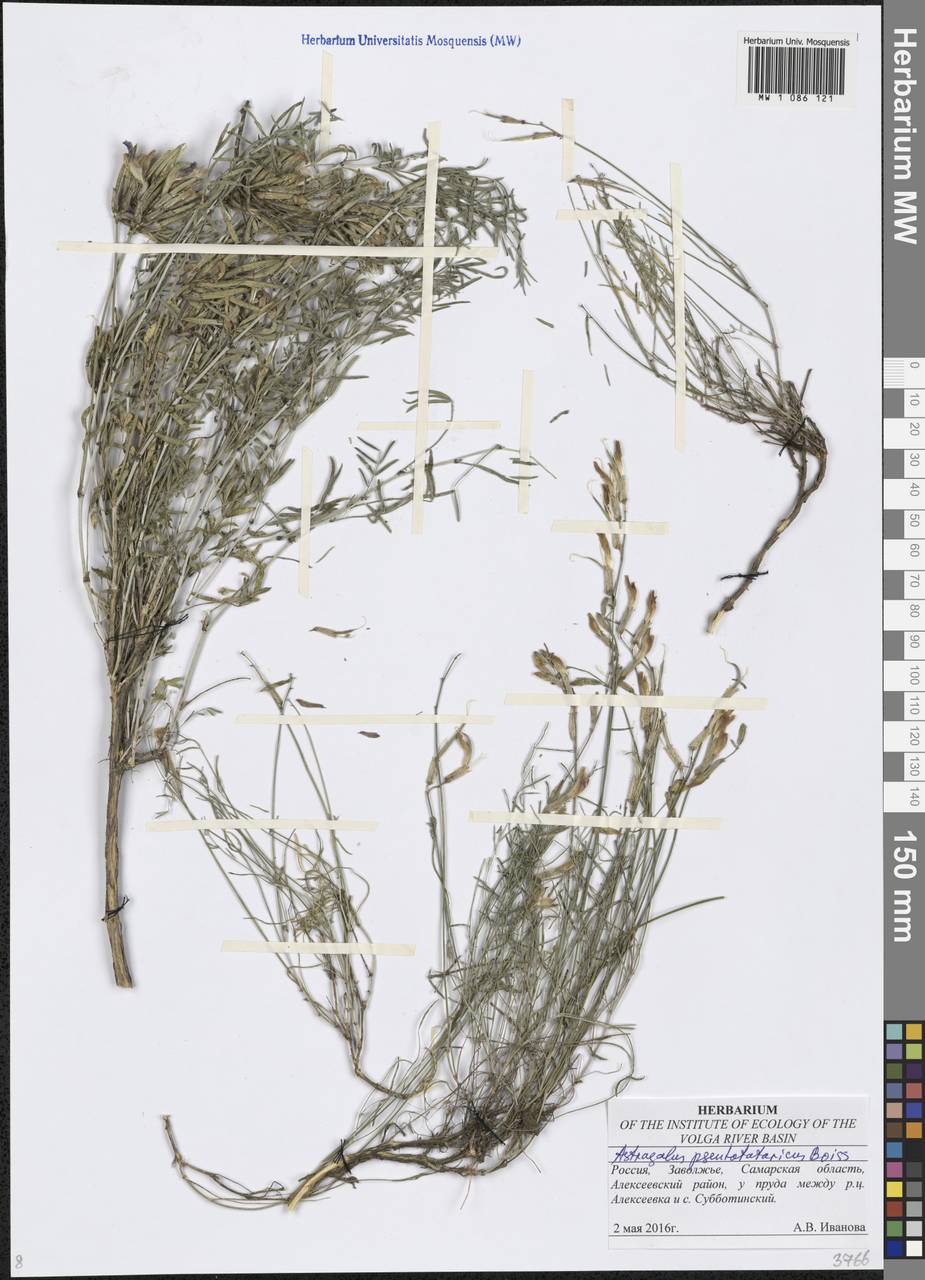 Астрагал ложнотатарский Boriss., Восточная Европа, Средневолжский район (E8) (Россия)