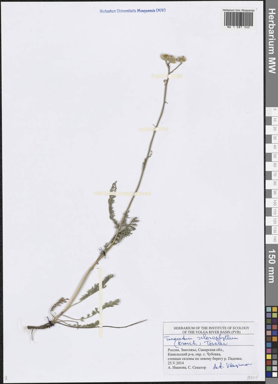Пижма жестколистная (Krasch.) Tzvelev, Восточная Европа, Средневолжский район (E8) (Россия)