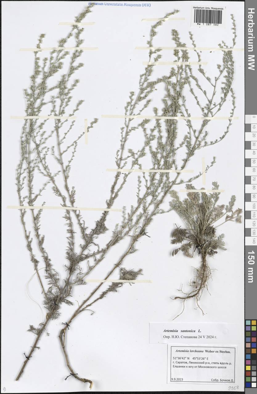 Artemisia caerulescens subsp. caerulescens, Восточная Европа, Нижневолжский район (E9) (Россия)