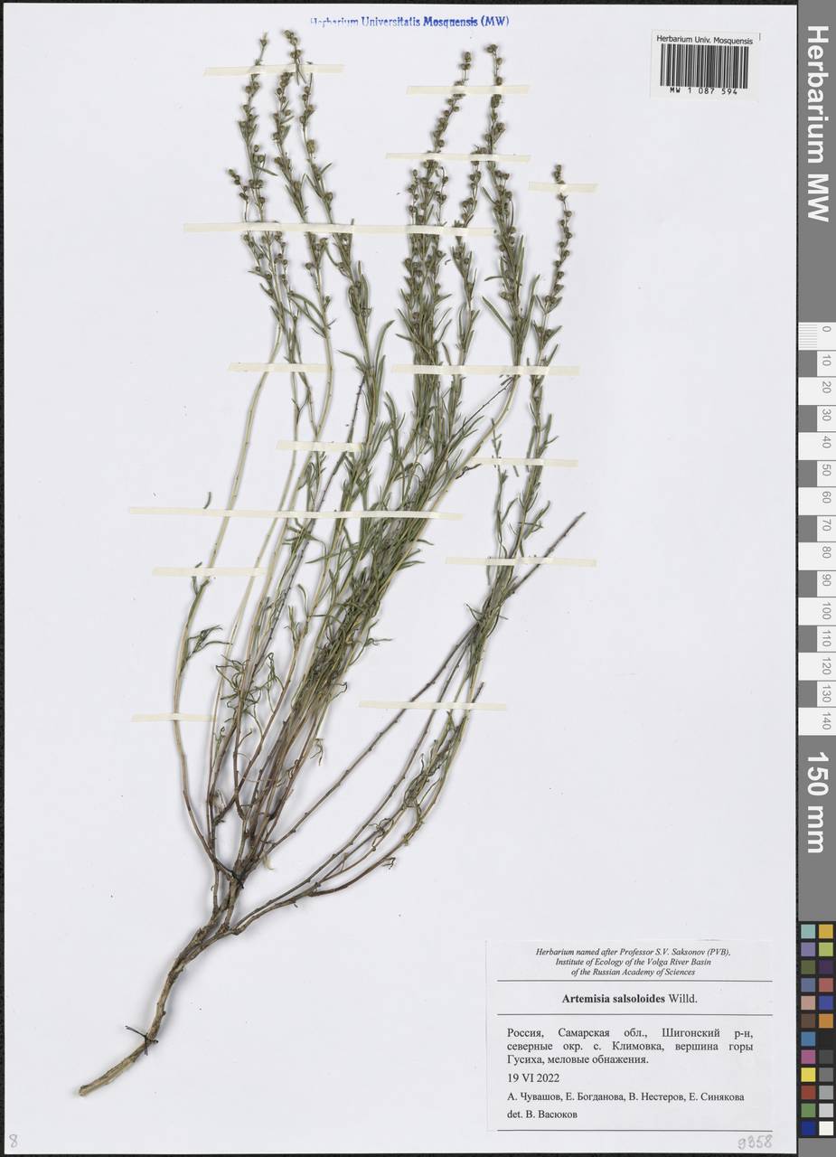 Artemisia salsoloides (saltwort wormwood)