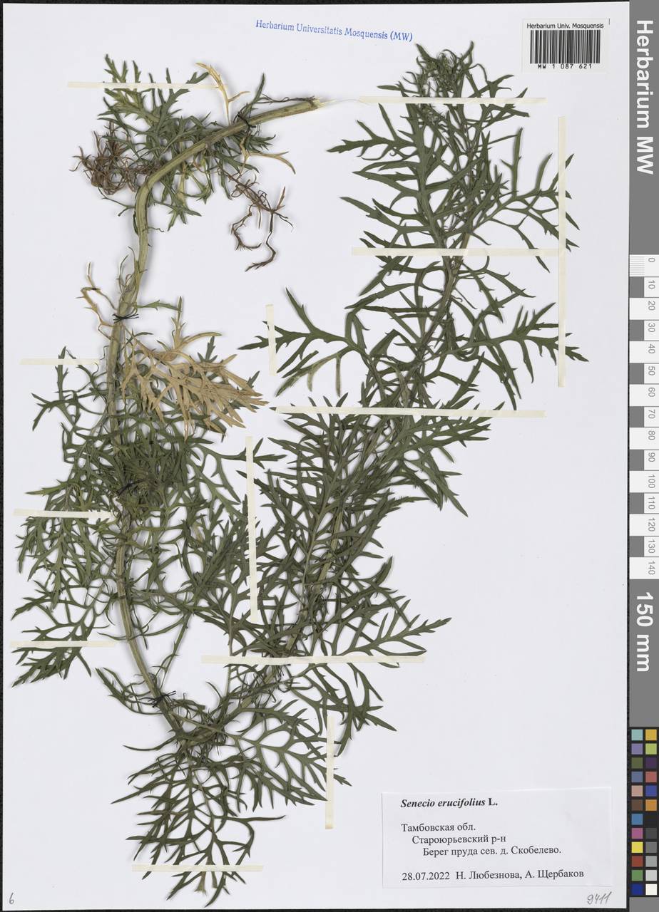 Якобея эруколистная, Восточная Европа, Центральный лесостепной район (E6) (Россия)