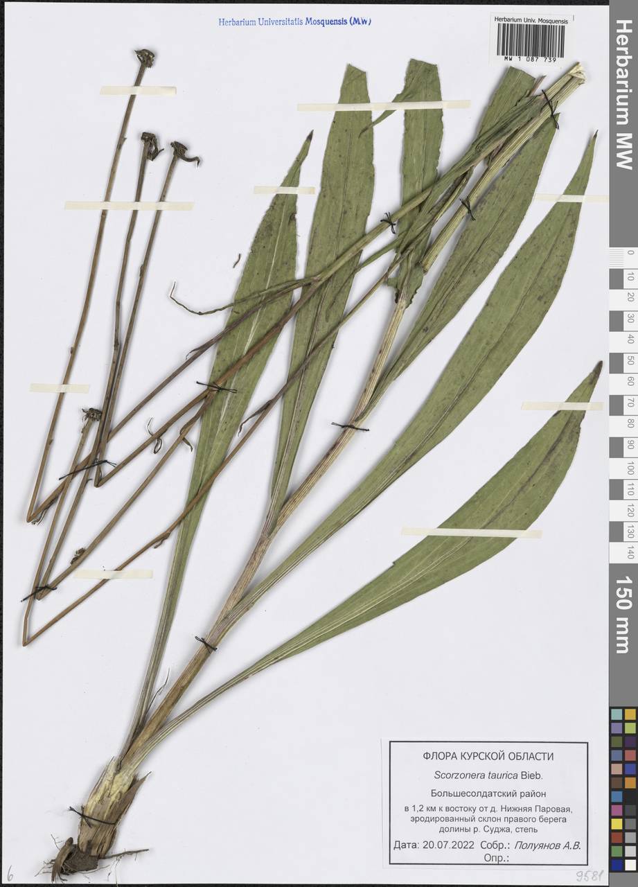 Pseudopodospermum tauricum (M. Bieb.) Vasjukov & Saksonov, Восточная Европа, Центральный лесостепной район (E6) (Россия)