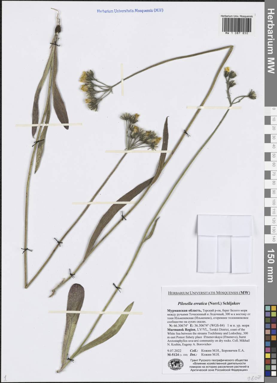 Ястребиночка зонтиковидная, Восточная Европа, Северный район (E1) (Россия)