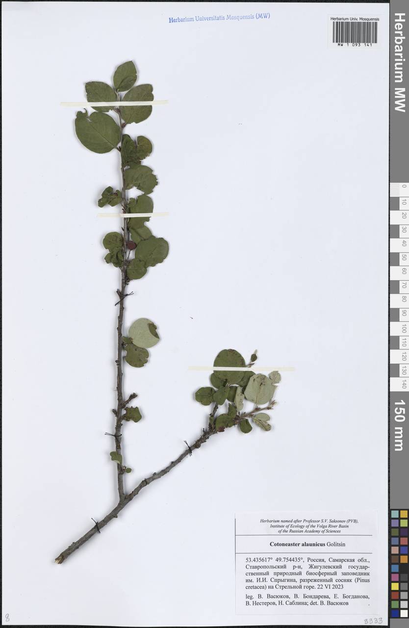 Кизильник алаунский Golitsin, Восточная Европа, Средневолжский район (E8) (Россия)