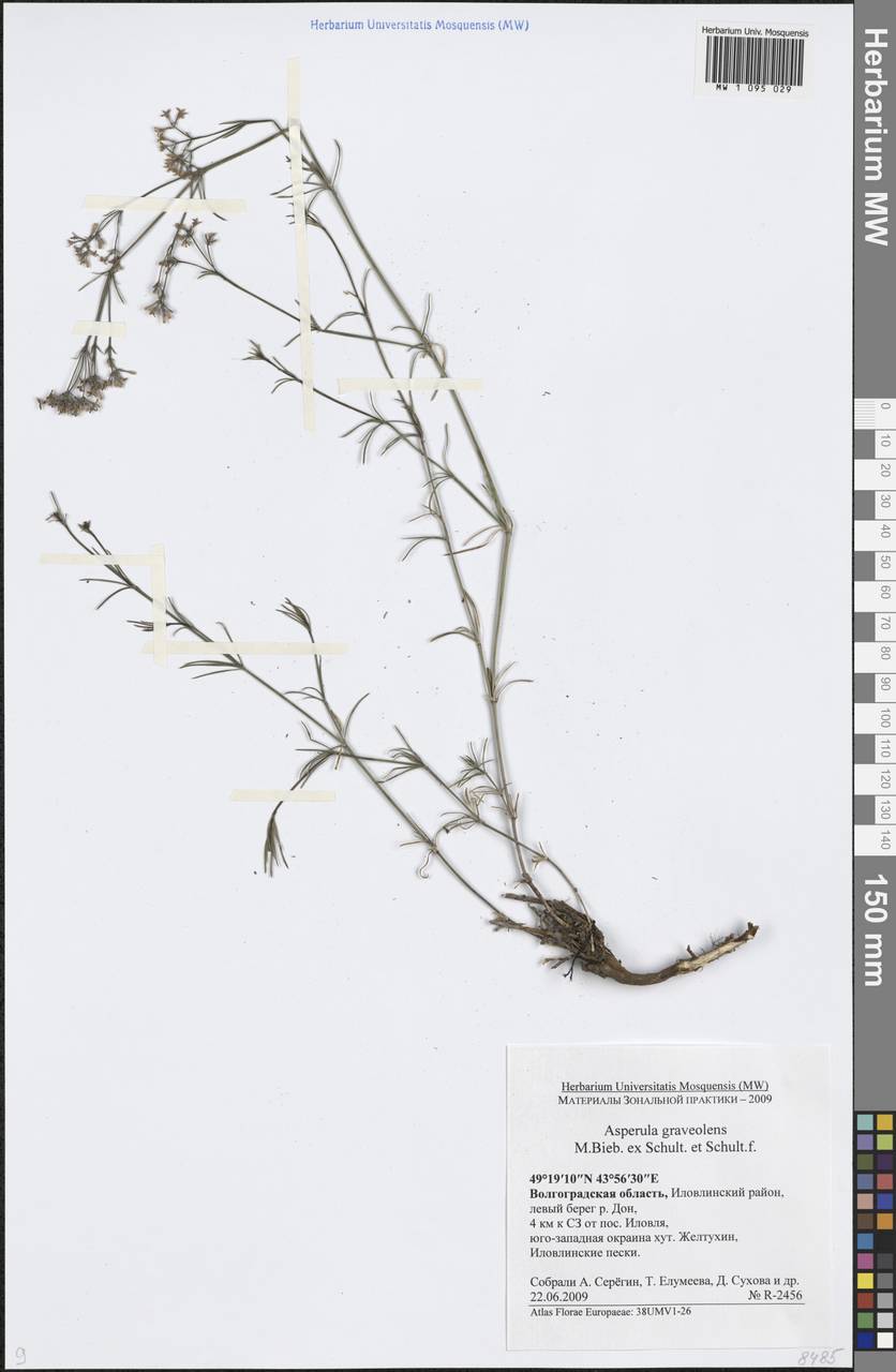 Cynanchica graveolens subsp. graveolens, Восточная Европа, Нижневолжский район (E9) (Россия)