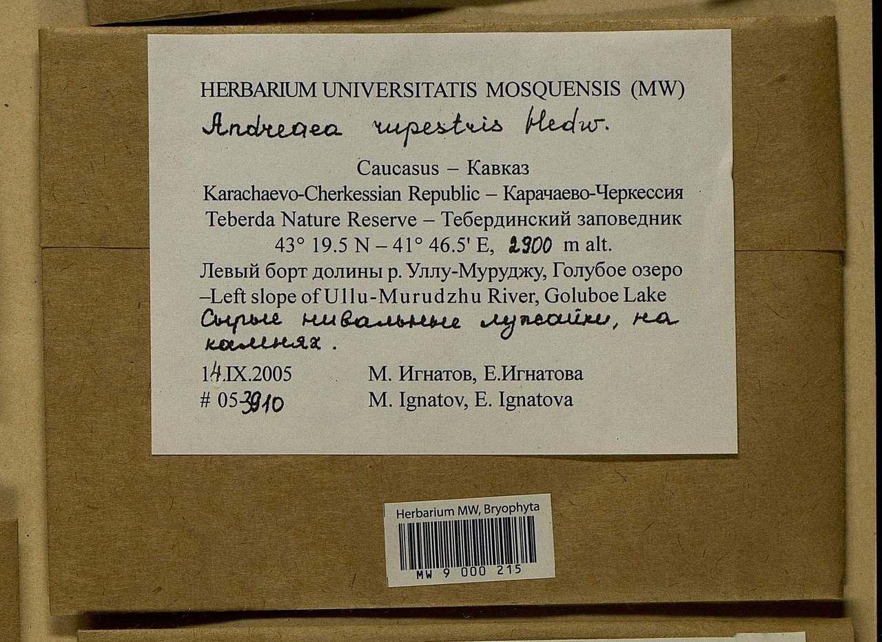 Andreaea rupestris Hedw., Гербарий мохообразных, Мхи - Северный Кавказ и Предкавказье (B12) (Россия)