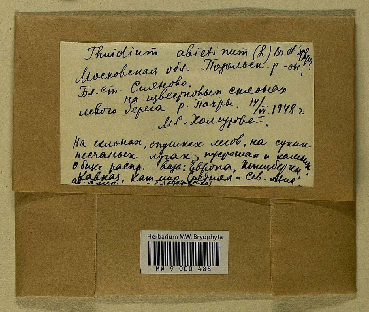 Abietinella abietina (Hedw.) M. Fleisch., Гербарий мохообразных, Мхи - Москва и Московская область (B6a) (Россия)