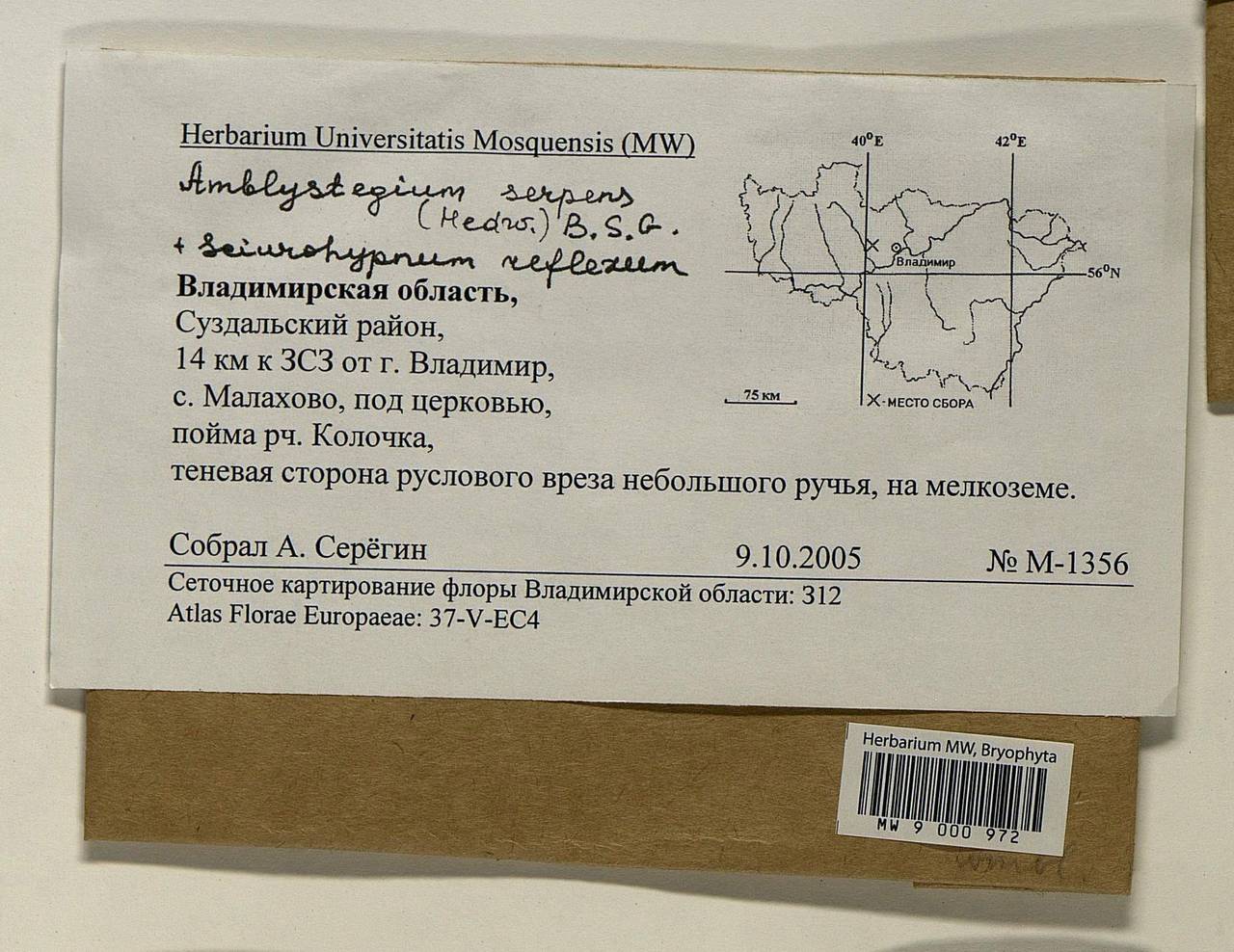 Amblystegium serpens (Hedw.) Schimp., Гербарий мохообразных, Мхи - Центральное Нечерноземье (B6) (Россия)