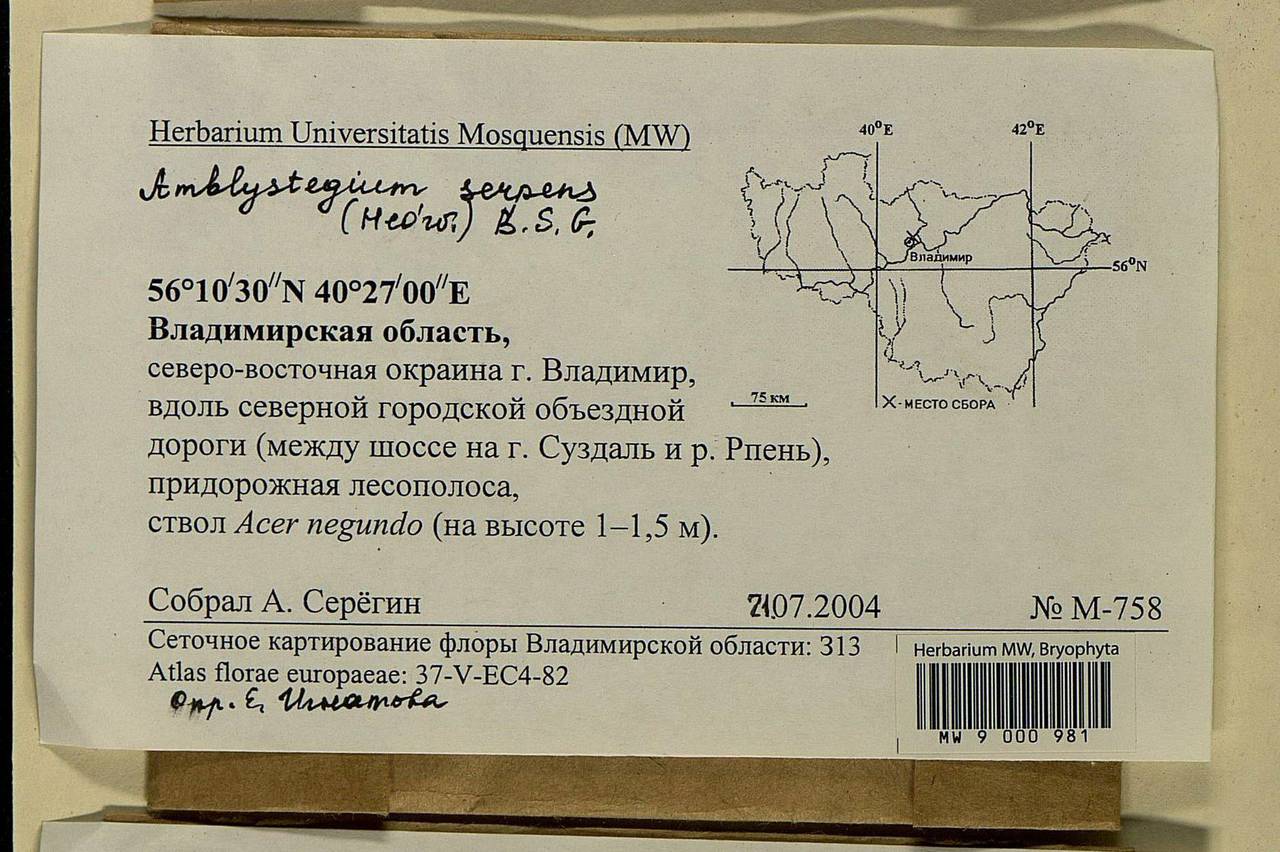 Amblystegium serpens (Hedw.) Schimp., Гербарий мохообразных, Мхи - Центральное Нечерноземье (B6) (Россия)