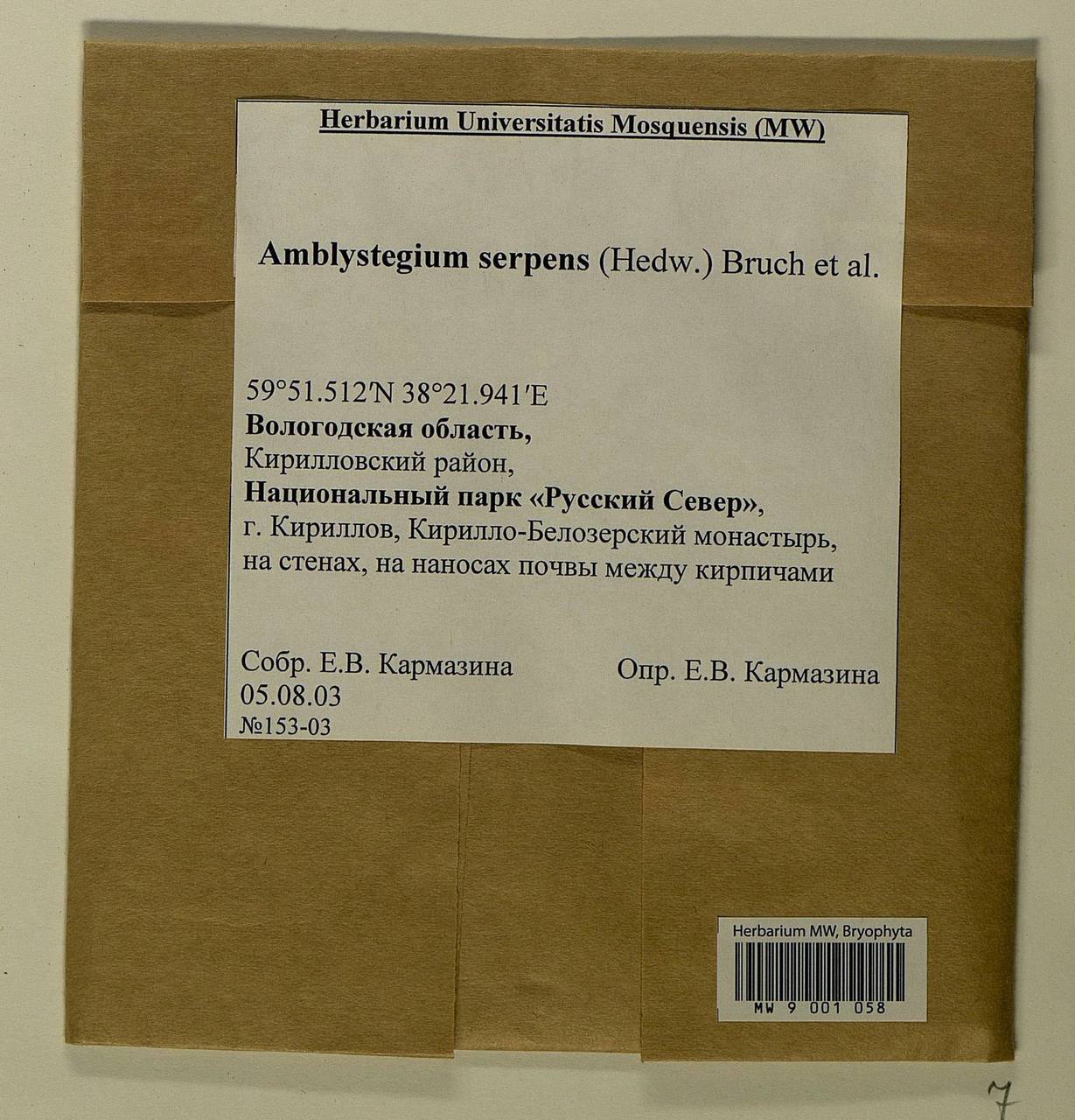 Amblystegium serpens (Hedw.) Schimp., Гербарий мохообразных, Мхи - Архангельская и Вологодская области, Коми, Ненецкий АО (B7) (Россия)