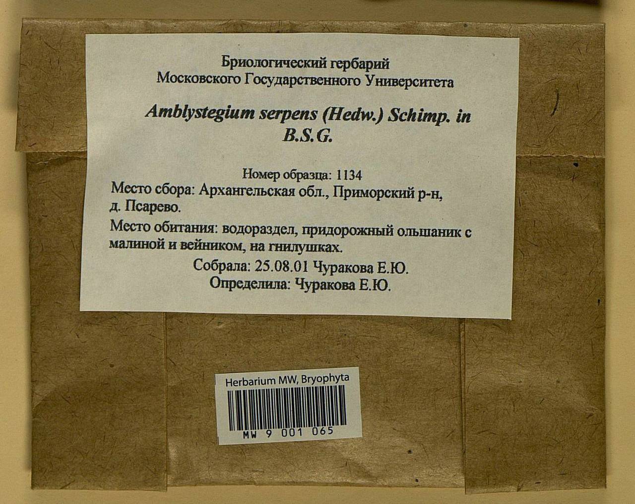 Amblystegium serpens (Hedw.) Schimp., Гербарий мохообразных, Мхи - Архангельская и Вологодская области, Коми, Ненецкий АО (B7) (Россия)