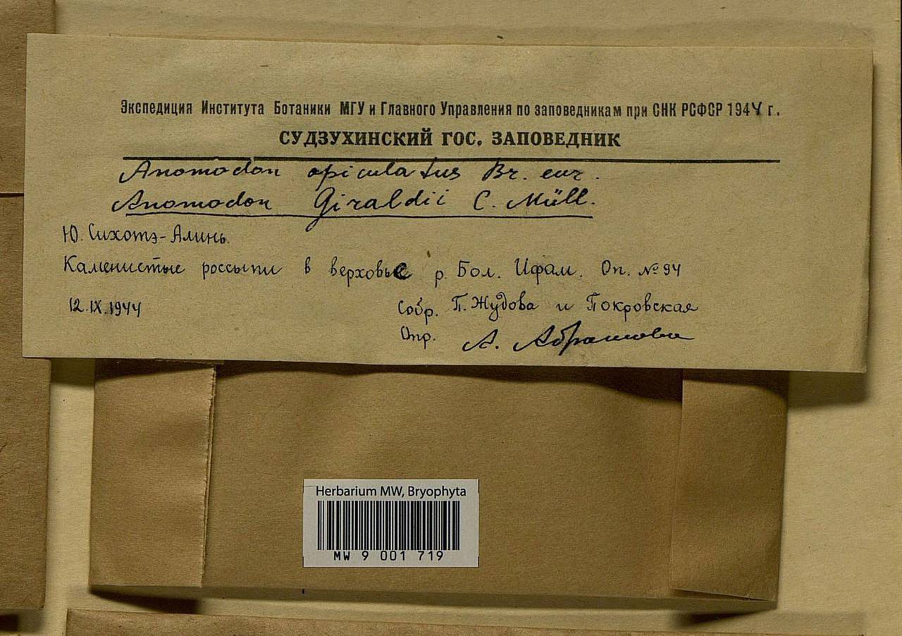 Pseudanomodon giraldii (Müll. Hal.) Ignatov & Fedosov, Гербарий мохообразных, Мхи - Дальний Восток (без Чукотки и Камчатки) (B20) (Россия)
