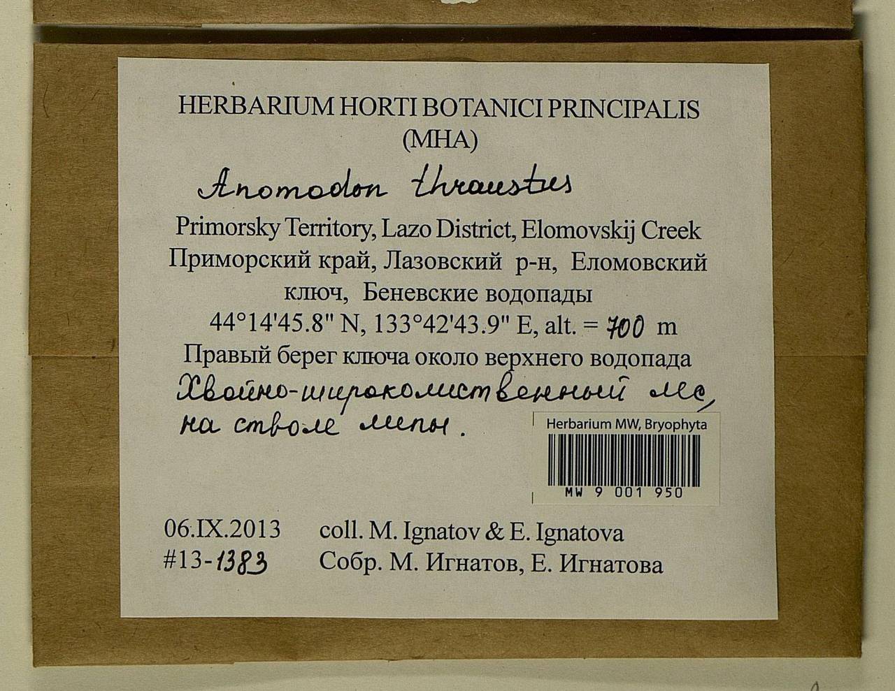 Anomodon thraustus Müll. Hal., Гербарий мохообразных, Мхи - Дальний Восток (без Чукотки и Камчатки) (B20) (Россия)