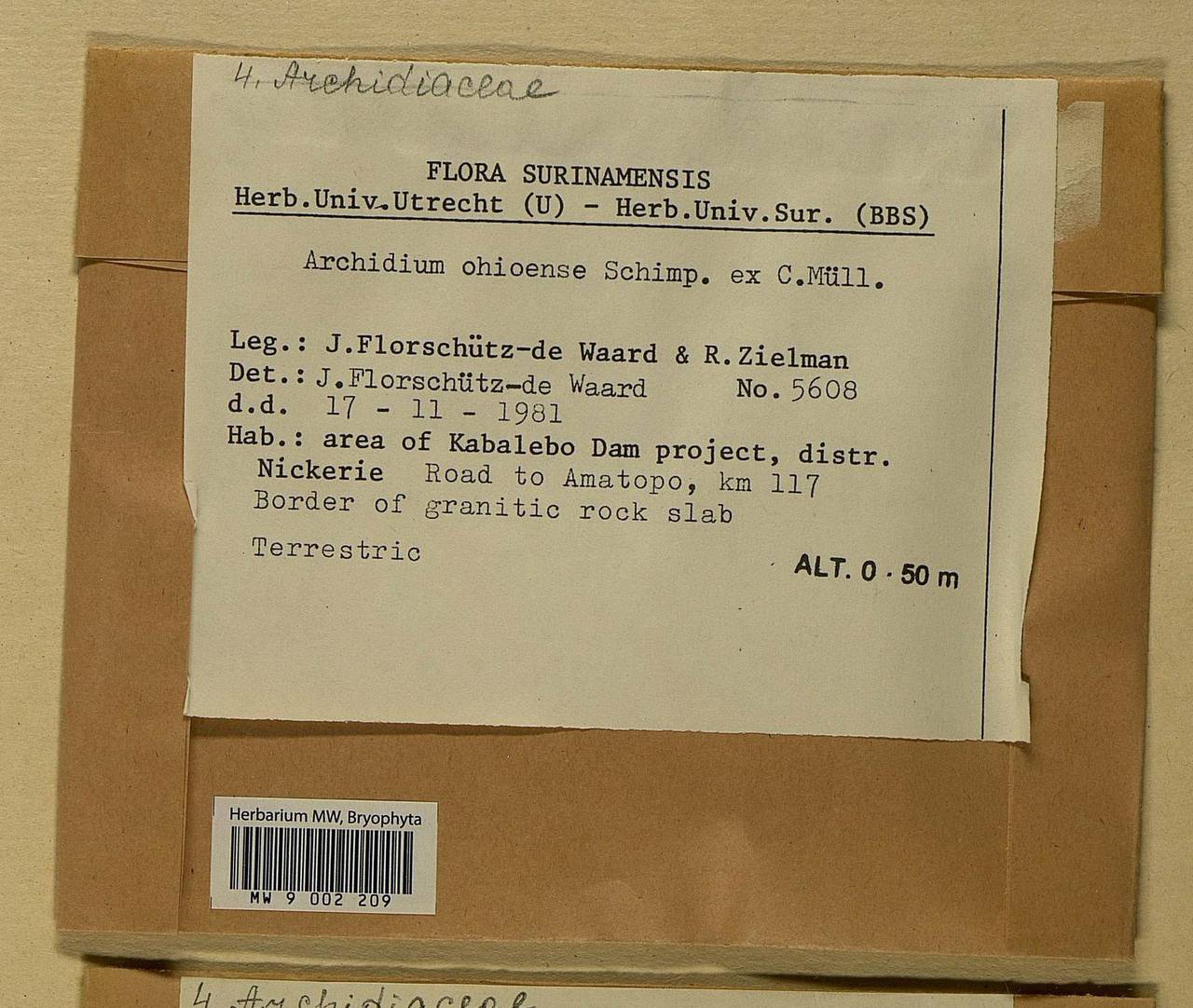Archidium ohioense Schimp. ex Müll. Hal., Гербарий мохообразных, Мхи - Америка (BAm) (Суринам)