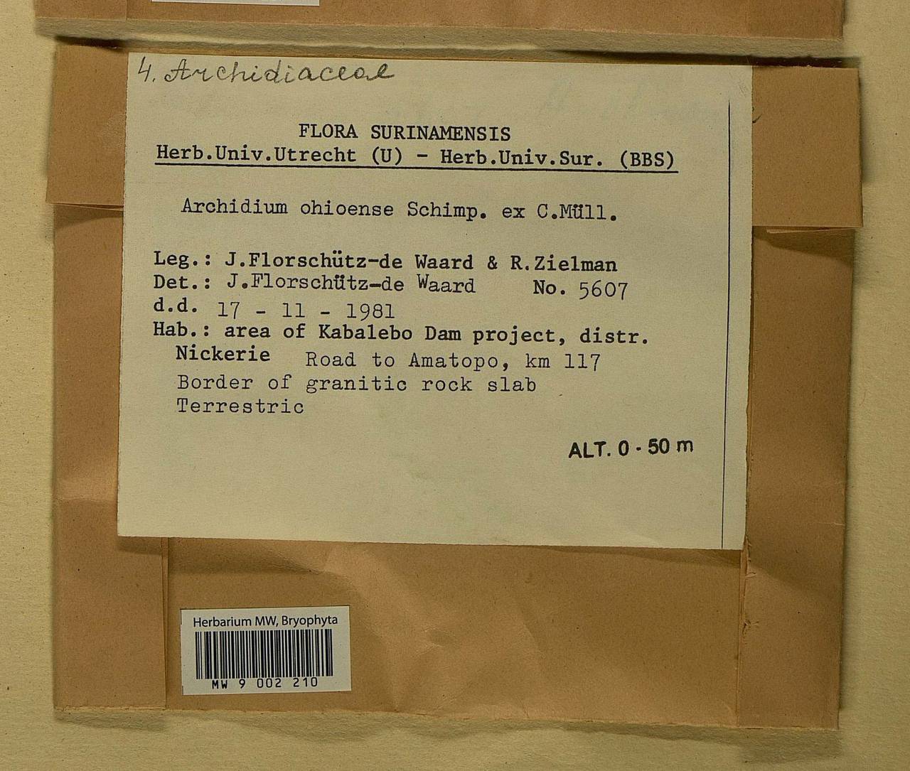 Archidium ohioense Schimp. ex Müll. Hal., Гербарий мохообразных, Мхи - Америка (BAm) (Суринам)