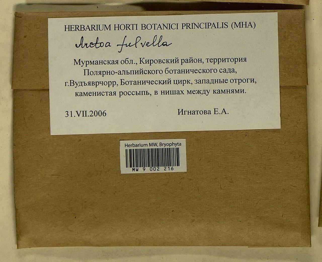 Arctoa fulvella (Dicks.) Bruch & Schimp., Гербарий мохообразных, Мхи - Карелия, Ленинградская и Мурманская области (B4) (Россия)