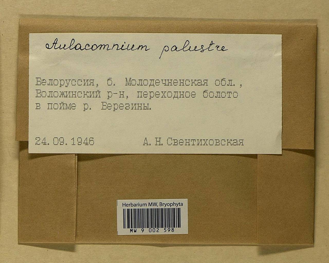 Aulacomnium palustre (Hedw.) Schwägr., Гербарий мохообразных, Мхи - Белоруссия (B2) (Белоруссия)