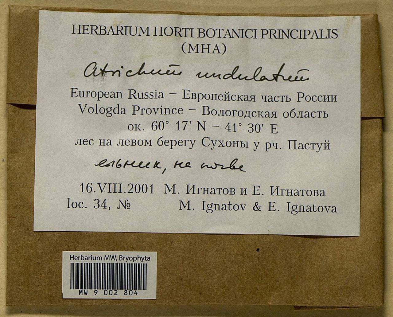 Atrichum undulatum (Hedw.) P. Beauv., Гербарий мохообразных, Мхи - Архангельская и Вологодская области, Коми, Ненецкий АО (B7) (Россия)