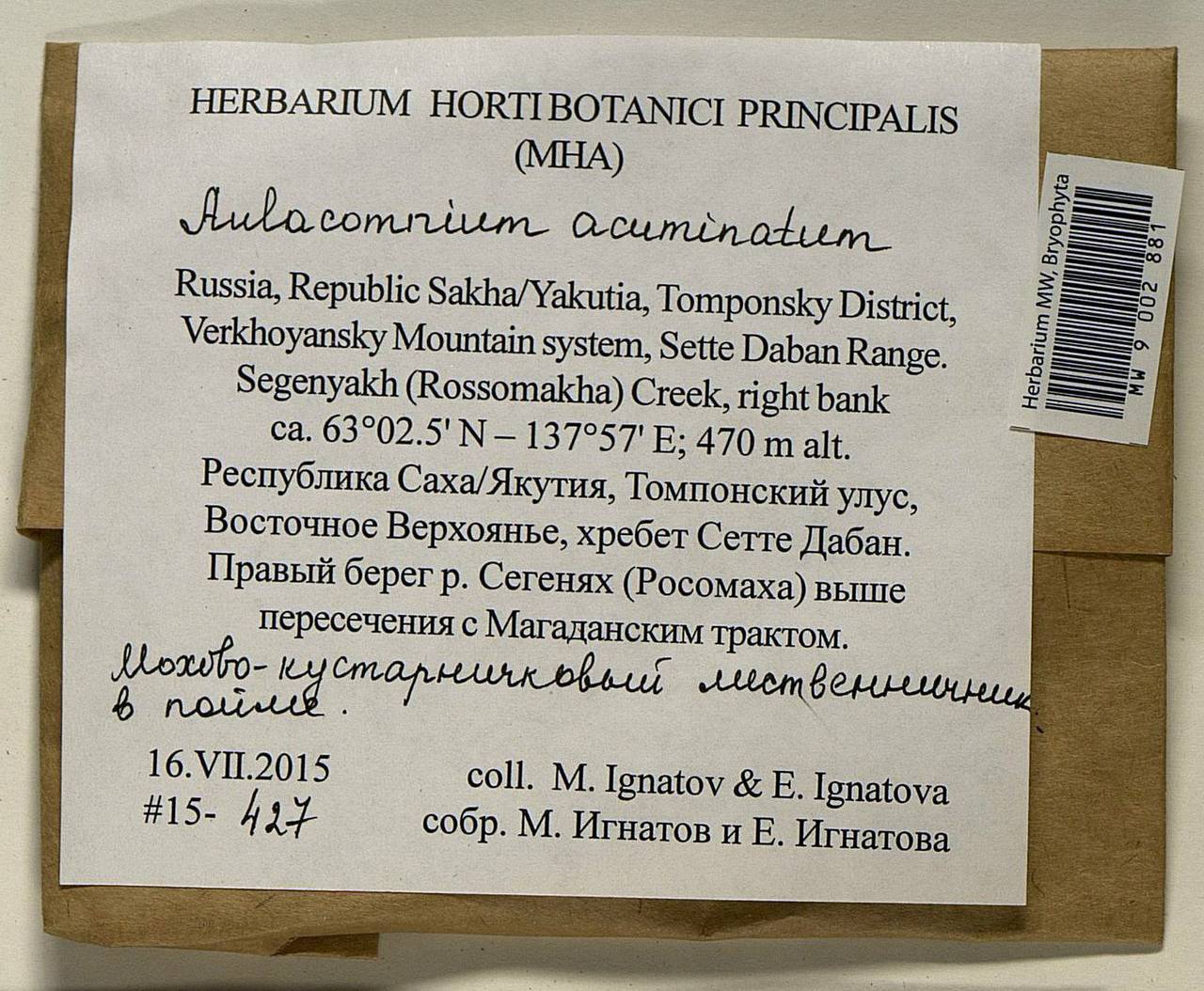 Aulacomnium acuminatum (Lindb. & Arnell) Kindb., Гербарий мохообразных, Мхи - Якутия (B19) (Россия)