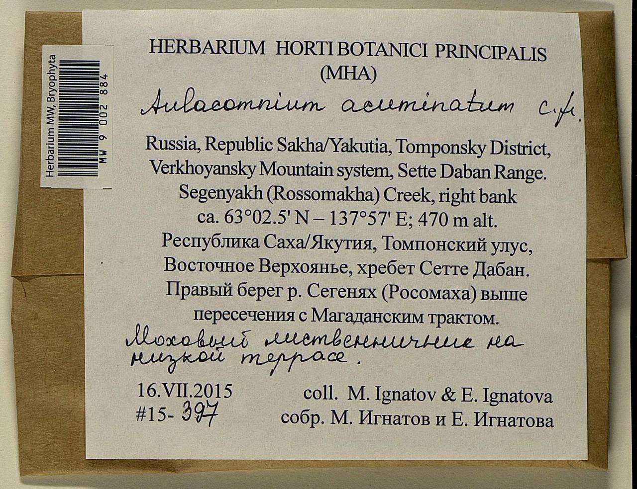 Aulacomnium acuminatum (Lindb. & Arnell) Kindb., Гербарий мохообразных, Мхи - Якутия (B19) (Россия)