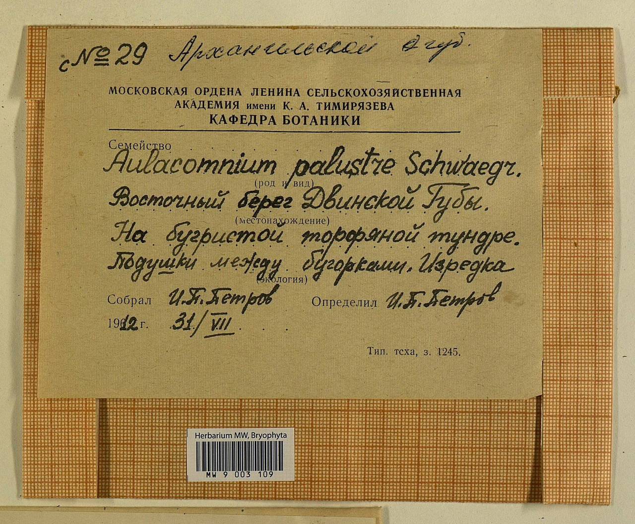 Aulacomnium palustre (Hedw.) Schwägr., Гербарий мохообразных, Мхи - Архангельская и Вологодская области, Коми, Ненецкий АО (B7) (Россия)