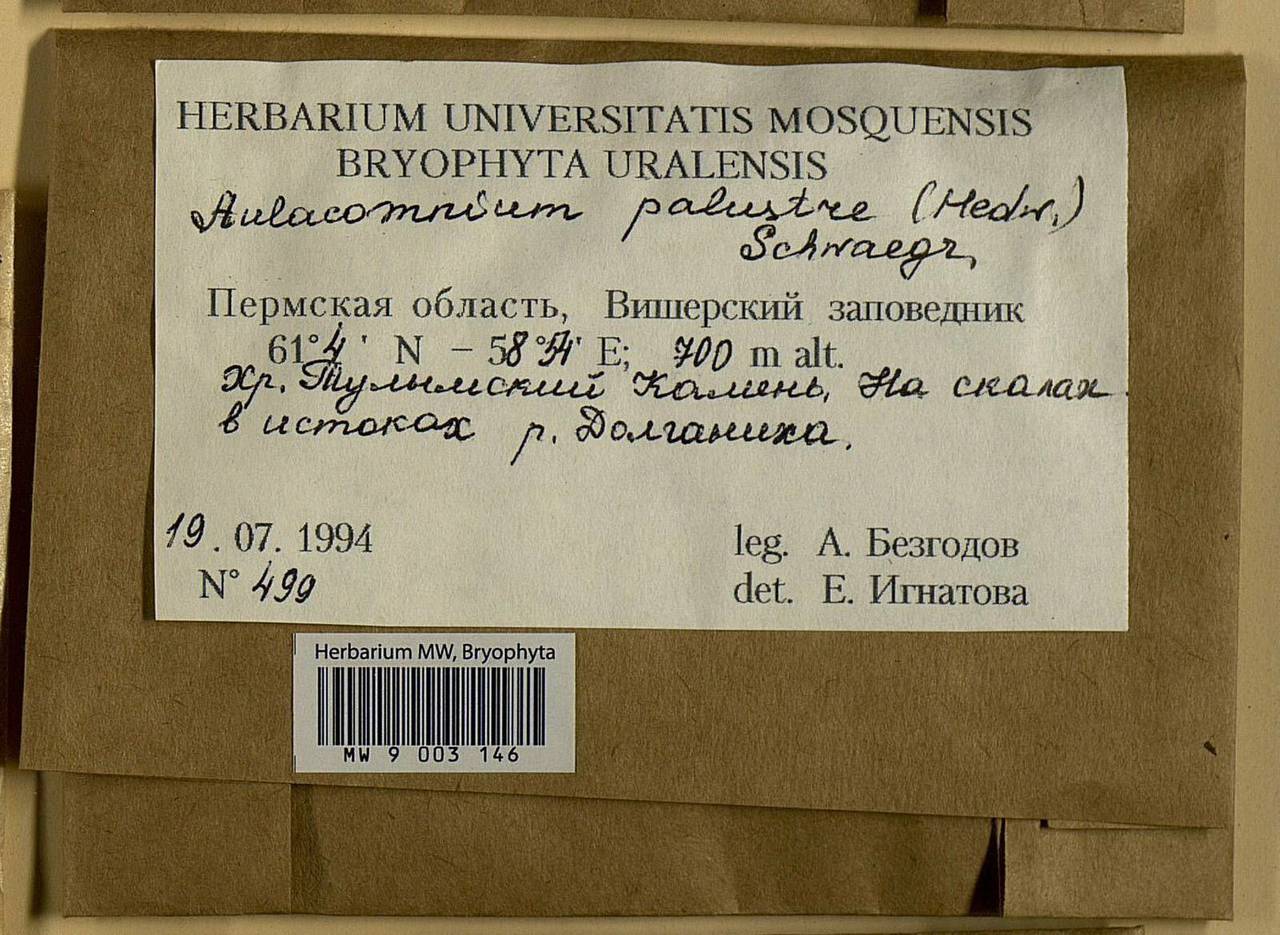 Aulacomnium palustre (Hedw.) Schwägr., Гербарий мохообразных, Мхи - Пермский край, Удмуртия, Свердловская и Кировская области (B8) (Россия)