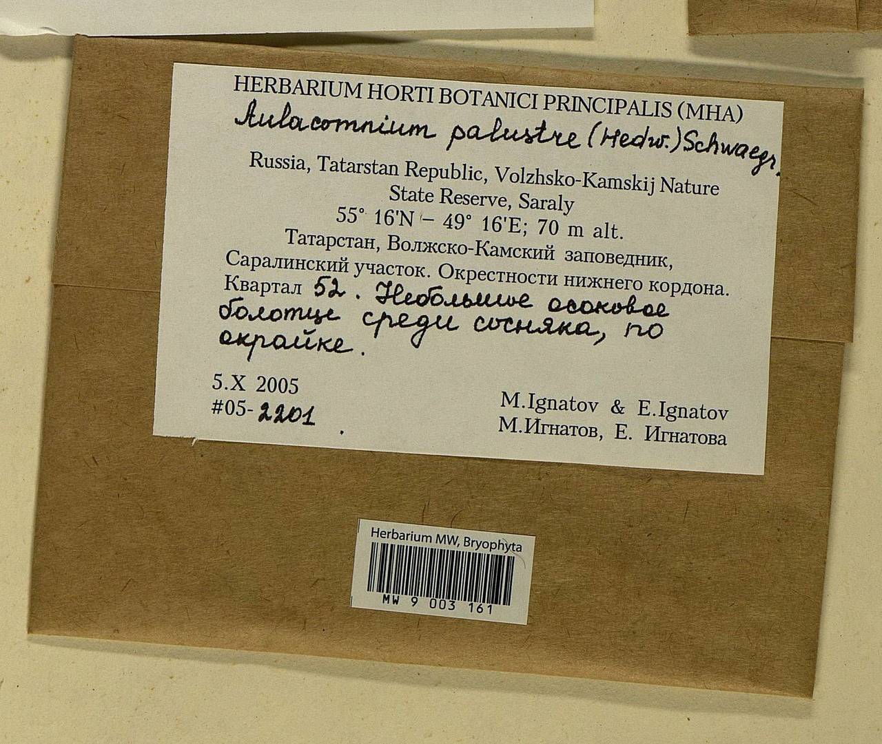 Aulacomnium palustre (Hedw.) Schwägr., Гербарий мохообразных, Мхи - Среднее Поволжье (B9) (Россия)