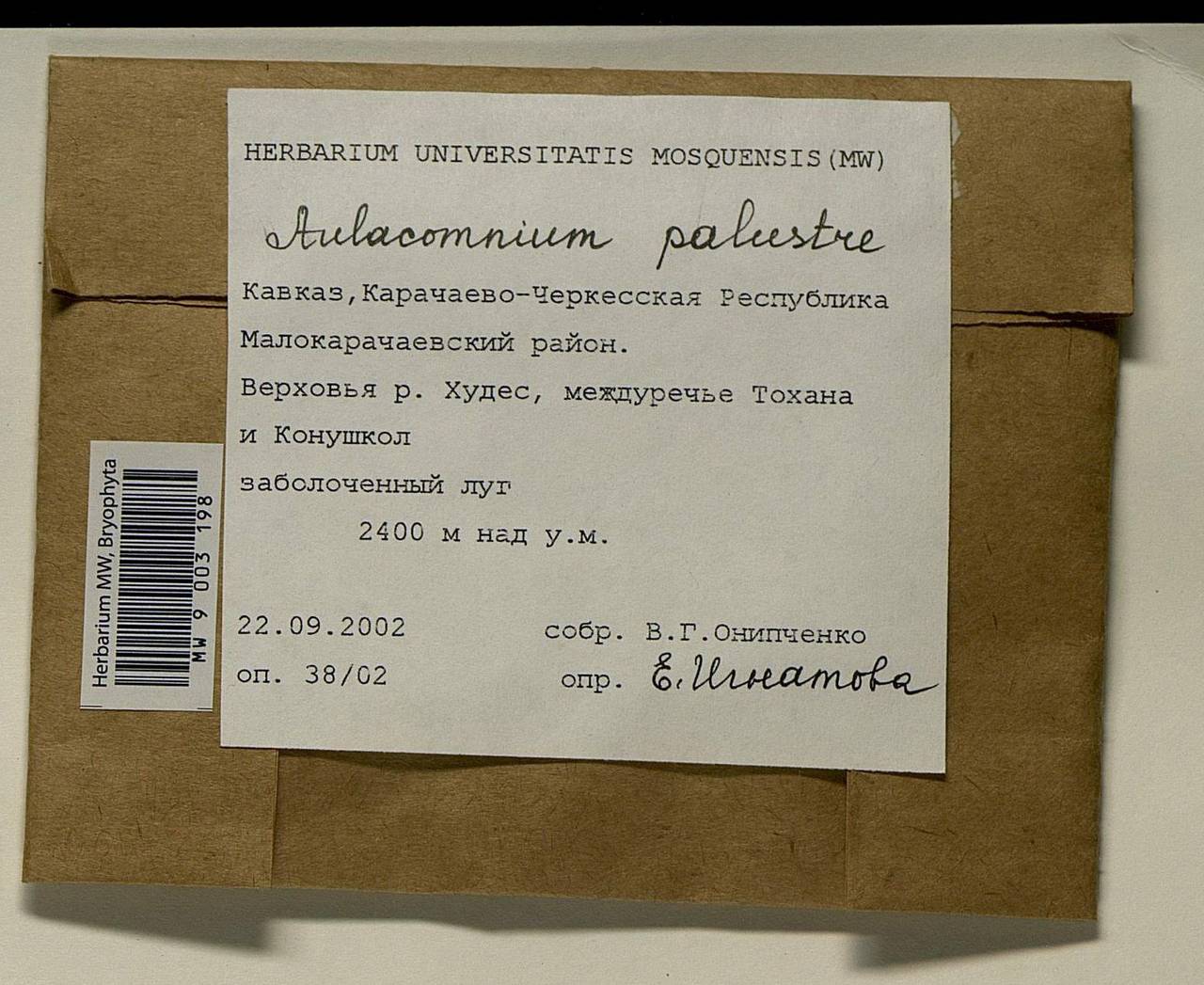 Aulacomnium palustre (Hedw.) Schwägr., Гербарий мохообразных, Мхи - Северный Кавказ и Предкавказье (B12) (Россия)