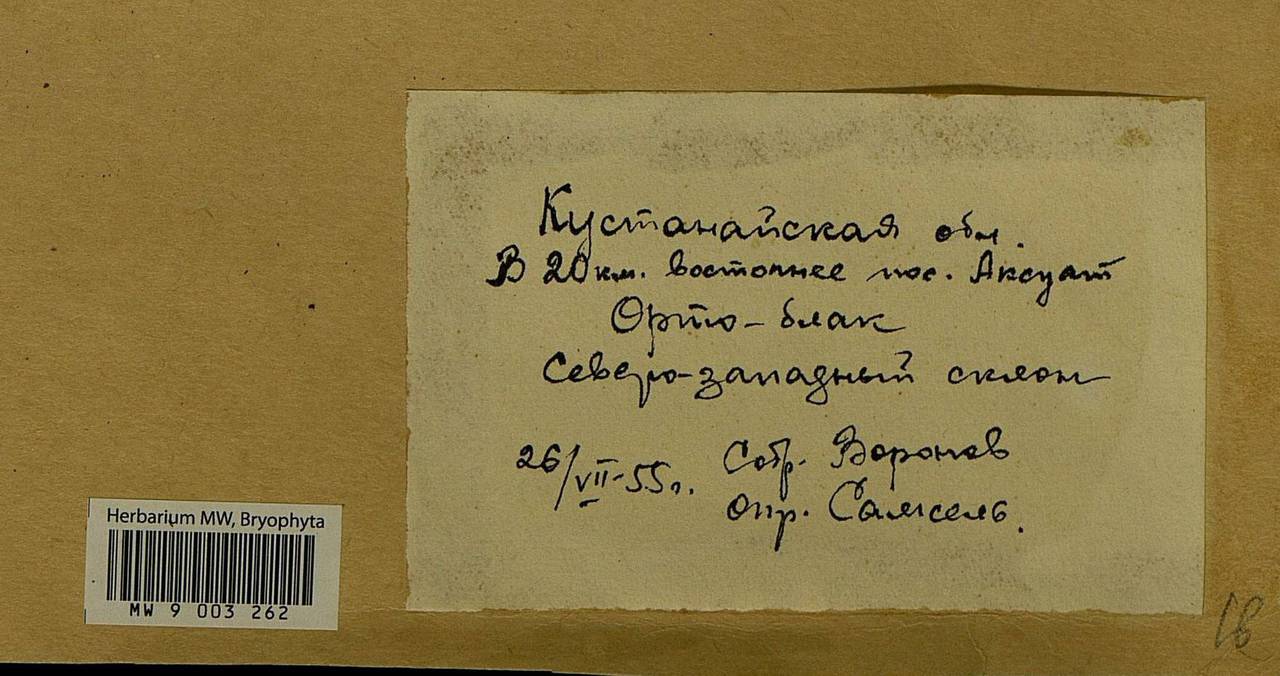 Aulacomnium palustre (Hedw.) Schwägr., Гербарий мохообразных, Мхи - Средняя Азия и Казахстан (B16) (Казахстан)