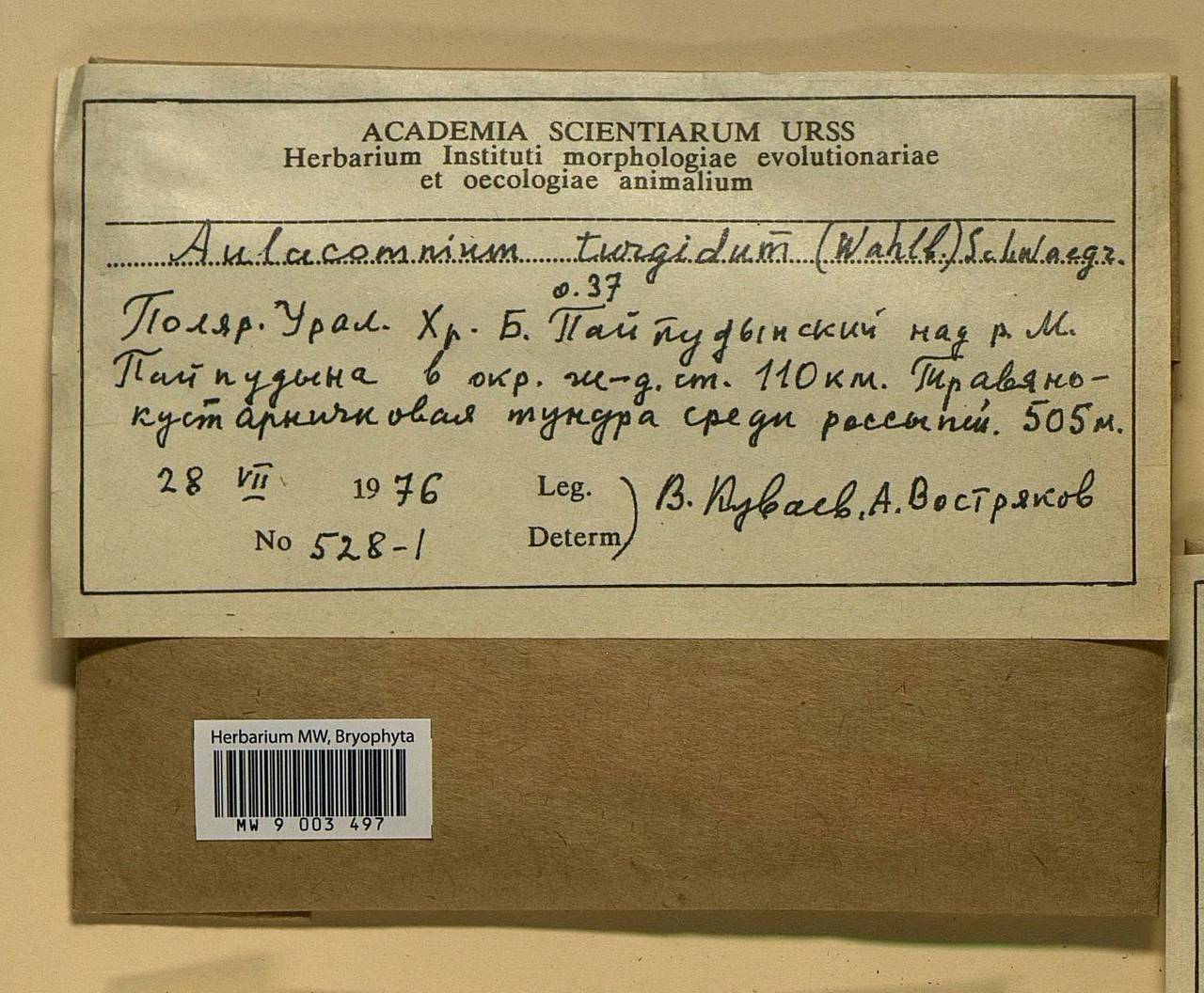 Aulacomnium turgidum (Wahlenb.) Schwägr., Гербарий мохообразных, Мхи - Западная Сибирь (включая Алтай) (B15) (Россия)