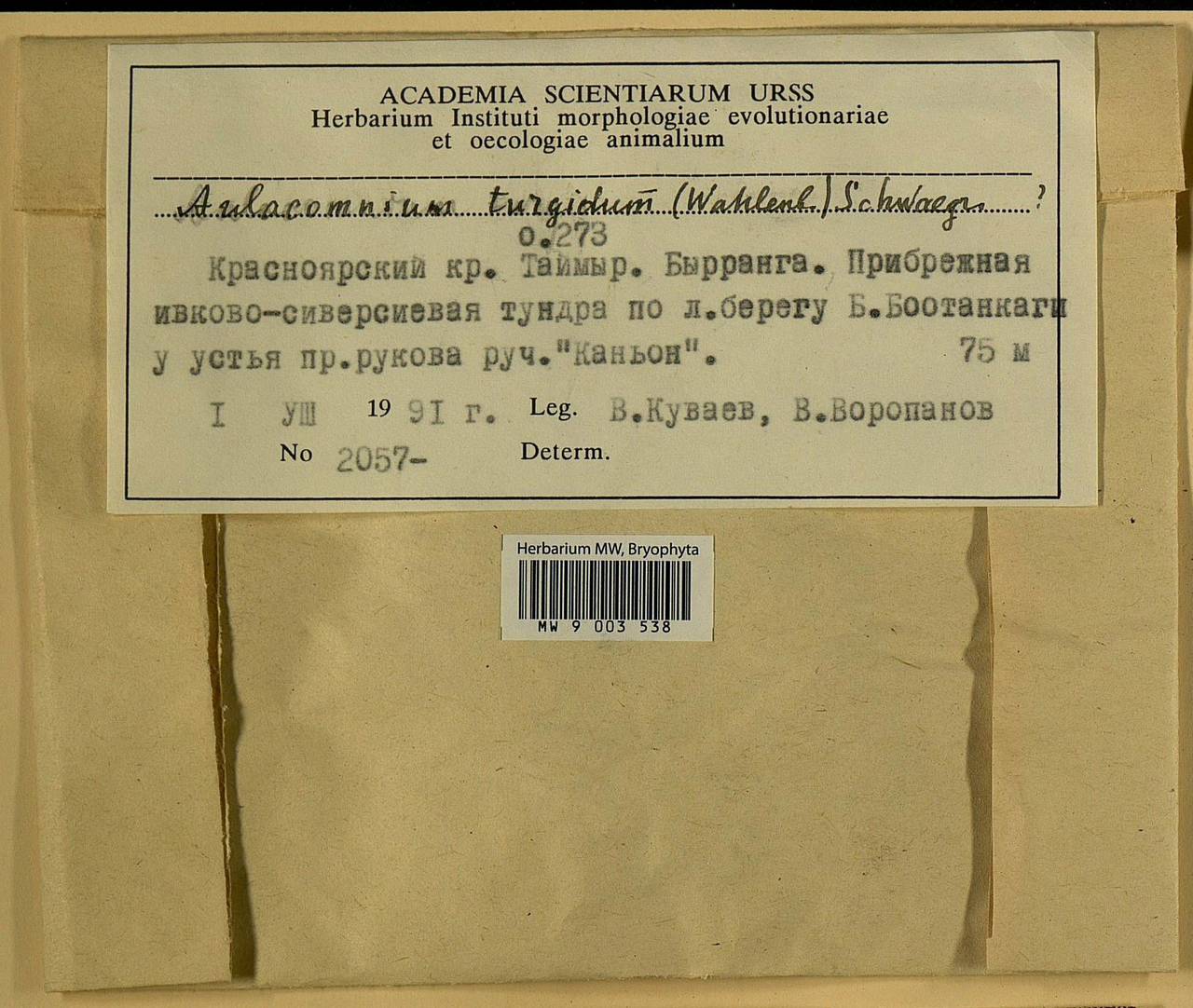 Aulacomnium turgidum (Wahlenb.) Schwägr., Гербарий мохообразных, Мхи - Красноярский край, Тыва и Хакасия (B17) (Россия)