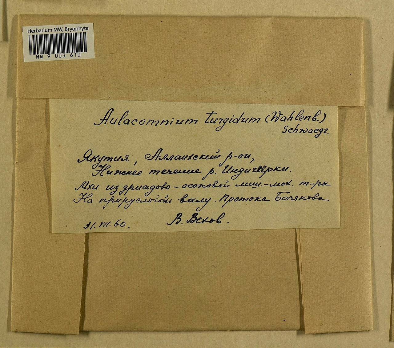 Aulacomnium turgidum (Wahlenb.) Schwägr., Гербарий мохообразных, Мхи - Якутия (B19) (Россия)