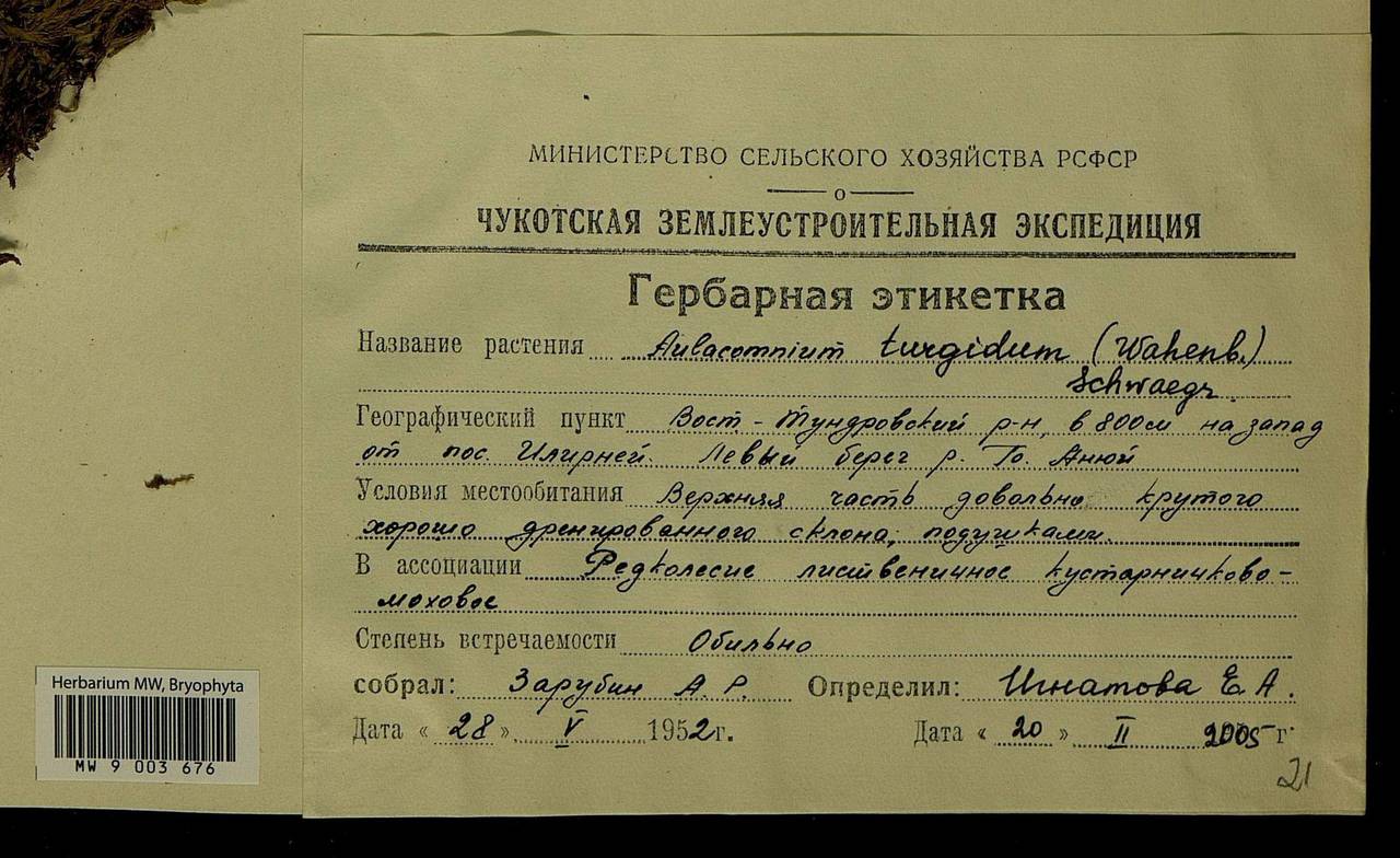 Aulacomnium turgidum (Wahlenb.) Schwägr., Гербарий мохообразных, Мхи - Чукотка и Камчатка (B21) (Россия)