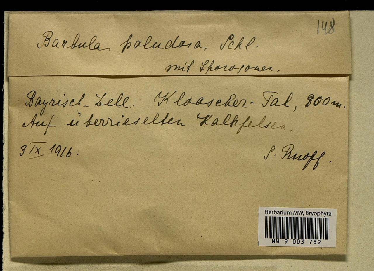 Hydrogonium croceum (Brid.) Jan Kučera, Гербарий мохообразных, Мхи - Западная Европа (BEu) (Германия)