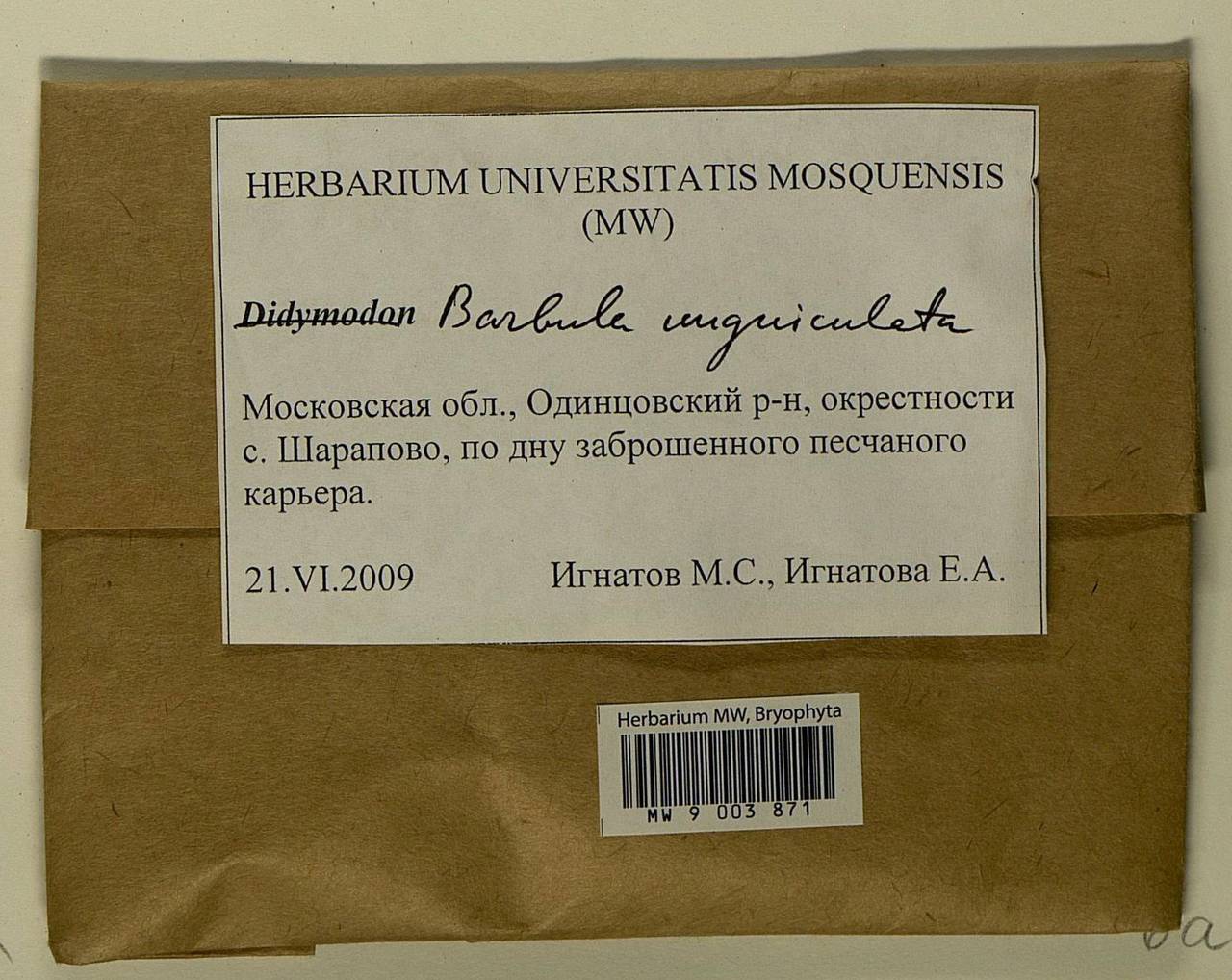 Barbula unguiculata Hedw., Гербарий мохообразных, Мхи - Москва и Московская область (B6a) (Россия)