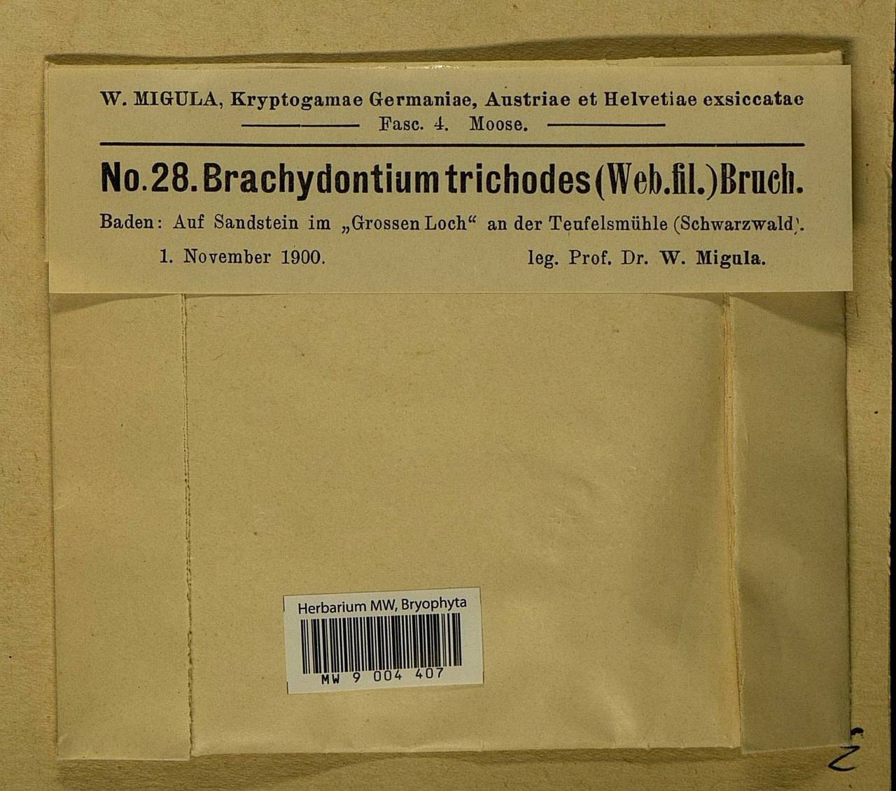 Brachydontium trichodes (F. Weber) Milde, Гербарий мохообразных, Мхи - Западная Европа (BEu) (Германия)