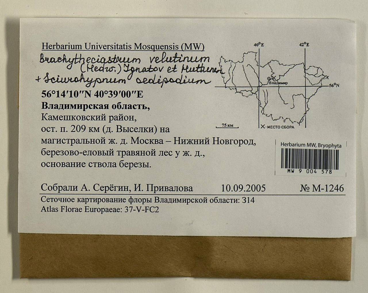 Brachytheciastrum velutinum (Hedw.) Ignatov & Huttunen, Гербарий мохообразных, Мхи - Центральное Нечерноземье (B6) (Россия)