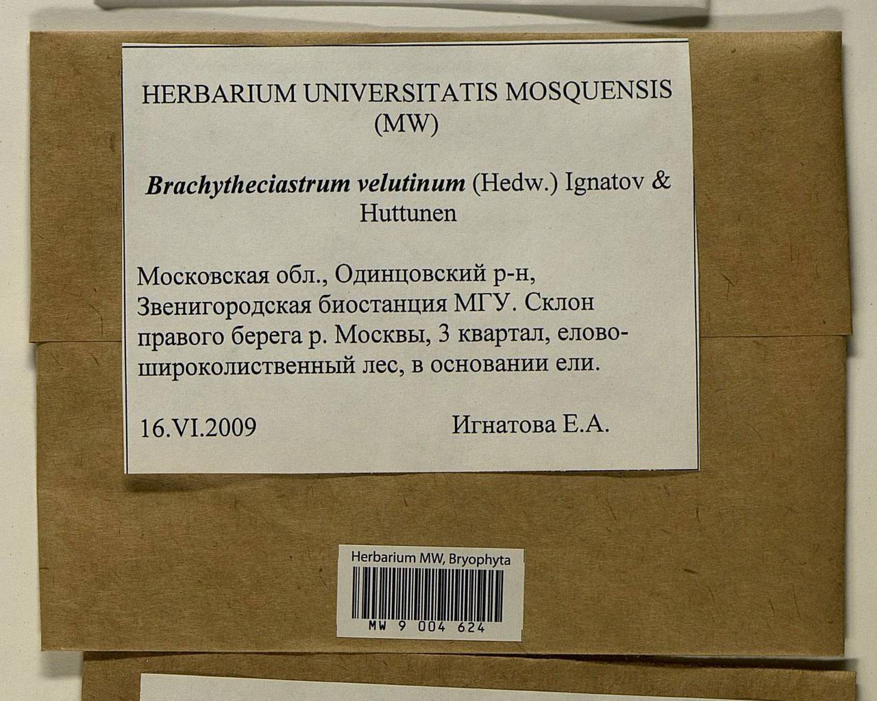 Мхи московской области фото и названия