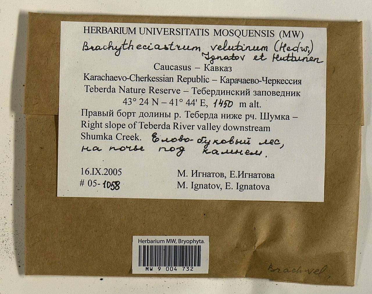 Brachytheciastrum velutinum (Hedw.) Ignatov & Huttunen, Гербарий мохообразных, Мхи - Северный Кавказ и Предкавказье (B12) (Россия)