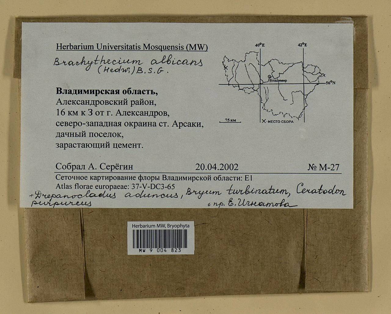 Brachythecium albicans (Hedw.) Schimp., Гербарий мохообразных, Мхи - Центральное Нечерноземье (B6) (Россия)