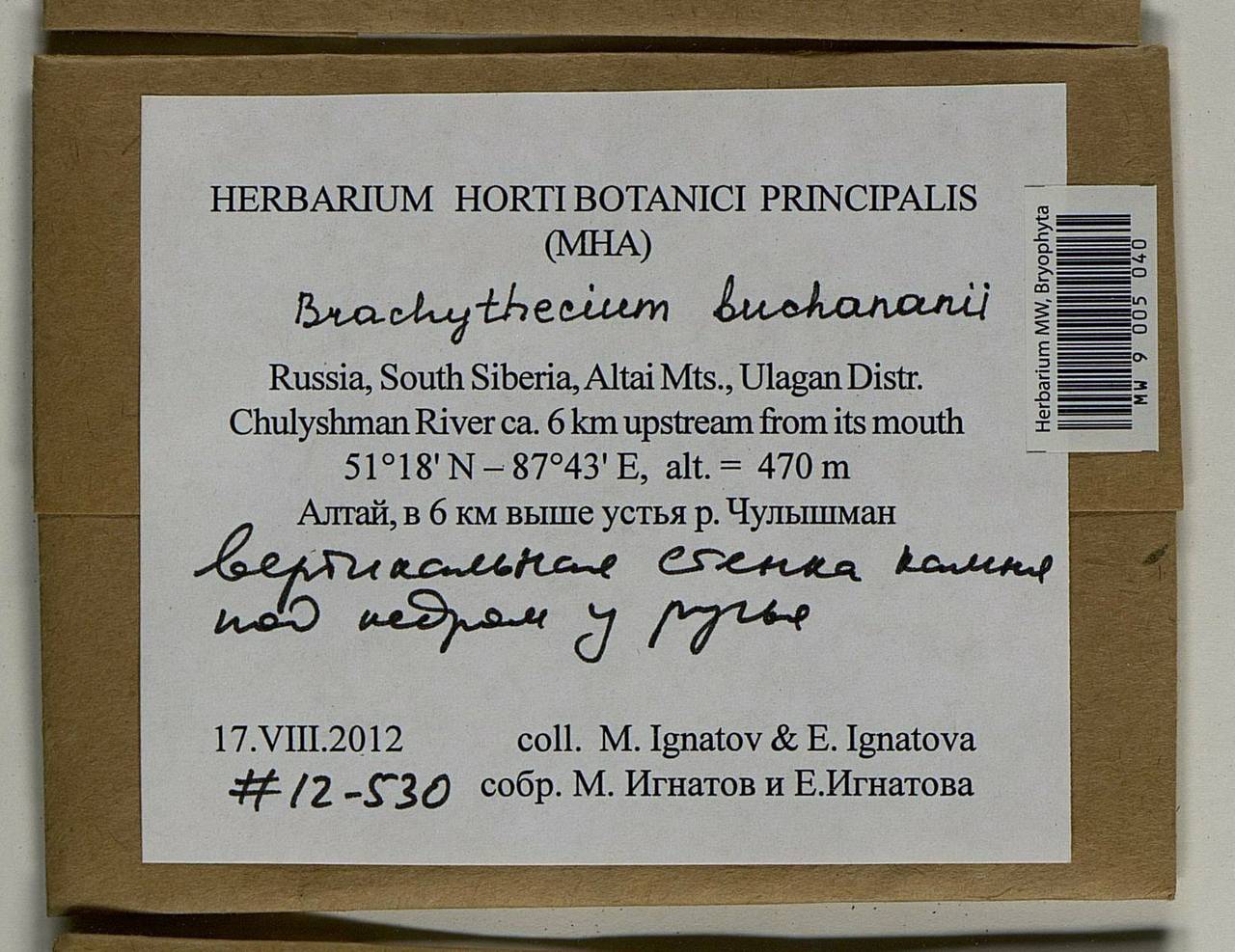 Brachythecium buchananii (Hook.) A. Jaeger, Гербарий мохообразных, Мхи - Западная Сибирь (включая Алтай) (B15) (Россия)