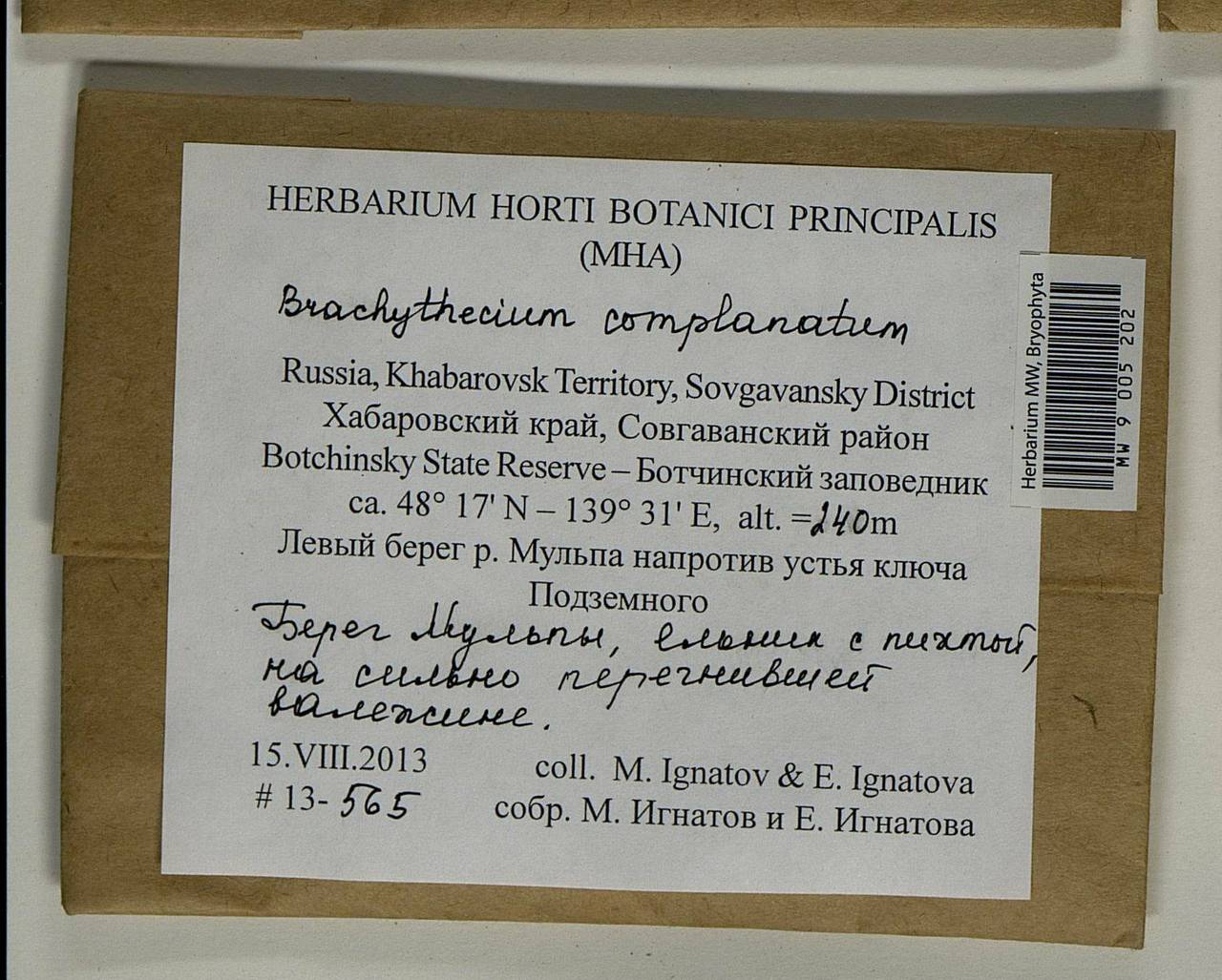 Brachythecium complanatum Broth., Гербарий мохообразных, Мхи - Дальний Восток (без Чукотки и Камчатки) (B20) (Россия)