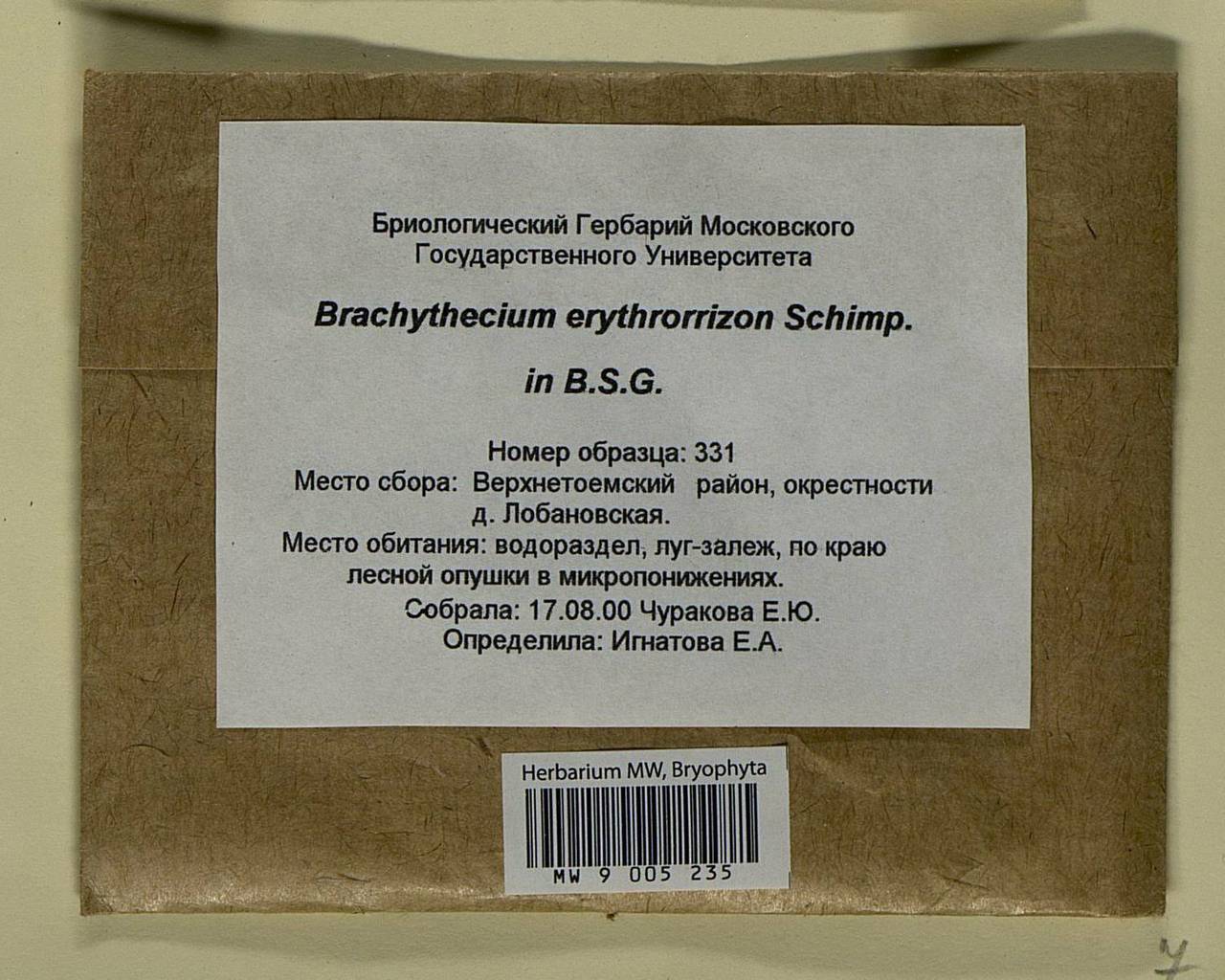 Brachythecium erythrorrhizon Schimp., Гербарий мохообразных, Мхи - Архангельская и Вологодская области, Коми, Ненецкий АО (B7) (Россия)