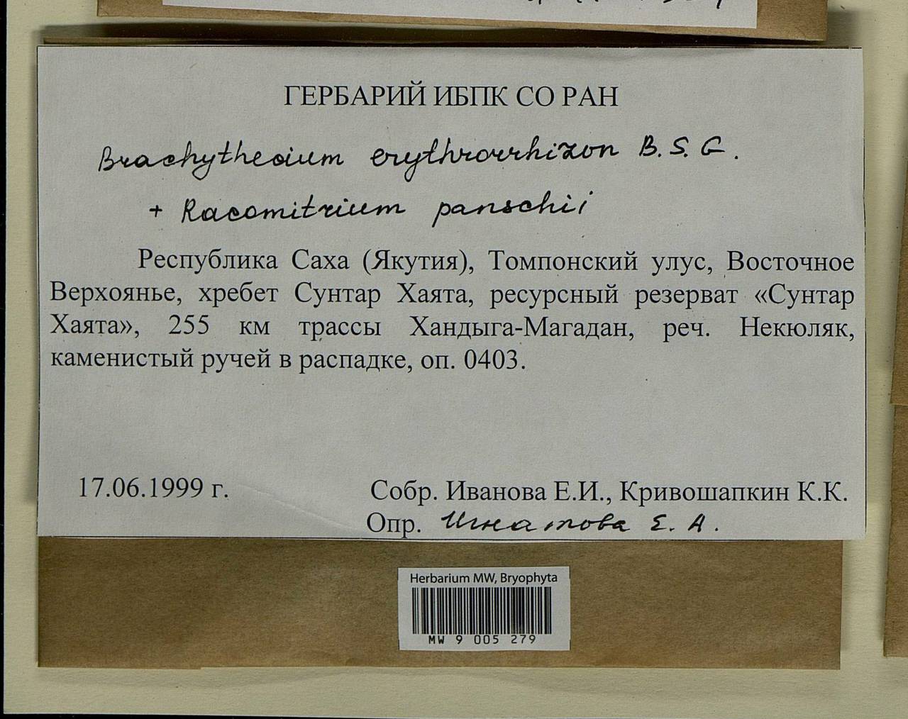 Brachythecium erythrorrhizon Schimp., Гербарий мохообразных, Мхи - Якутия (B19) (Россия)