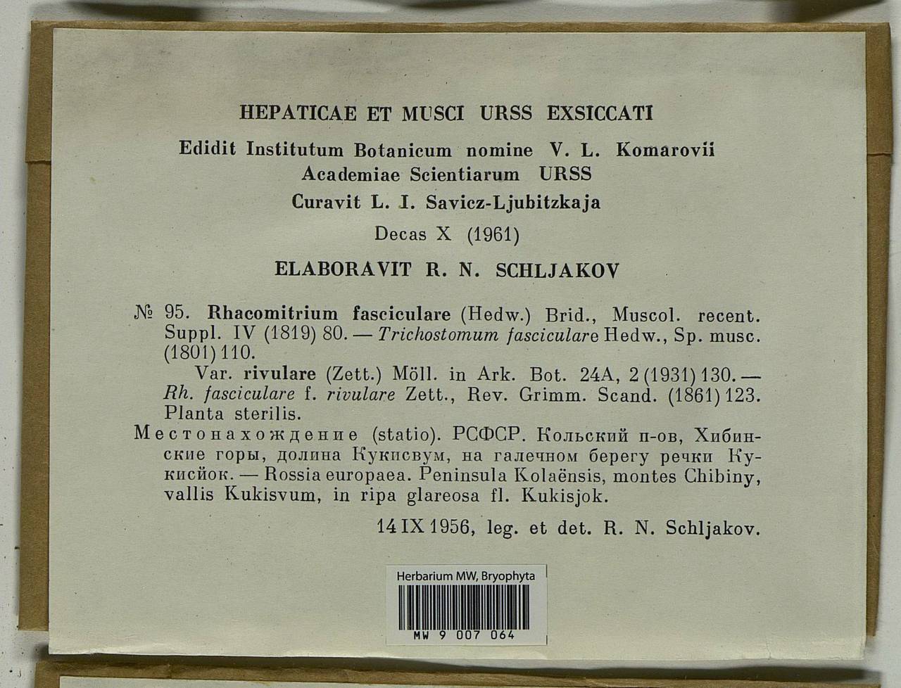 Dilutineuron fasciculare (Schrad. ex Hedw.) Bedn.-Ochyra, Sawicki, Ochyra, Szczecińska & Plášek, Гербарий мохообразных, Мхи - Карелия, Ленинградская и Мурманская области (B4) (Россия)