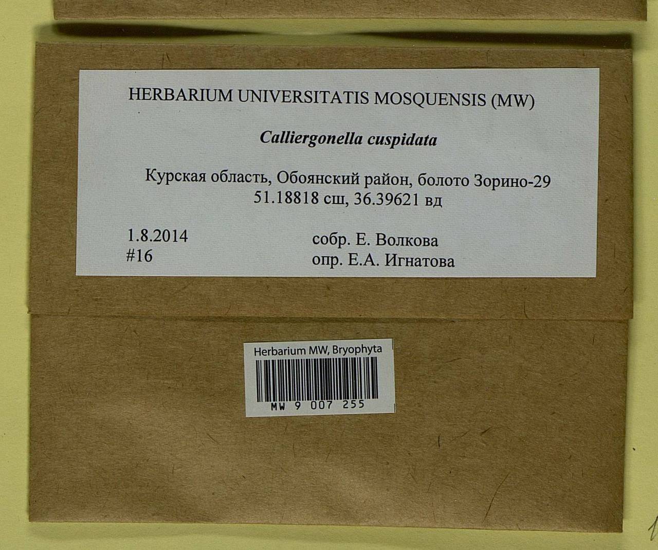 Calliergonella cuspidata (Hedw.) Loeske, Гербарий мохообразных, Мхи - Центральное Черноземье (B10) (Россия)