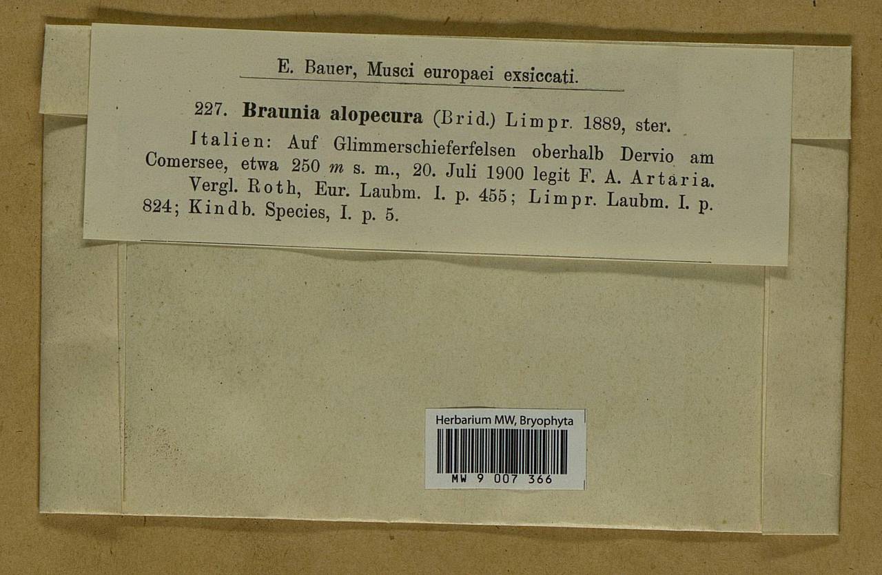Braunia alopecura (Brid.) Limpr., Гербарий мохообразных, Мхи - Западная Европа (BEu) (Италия)